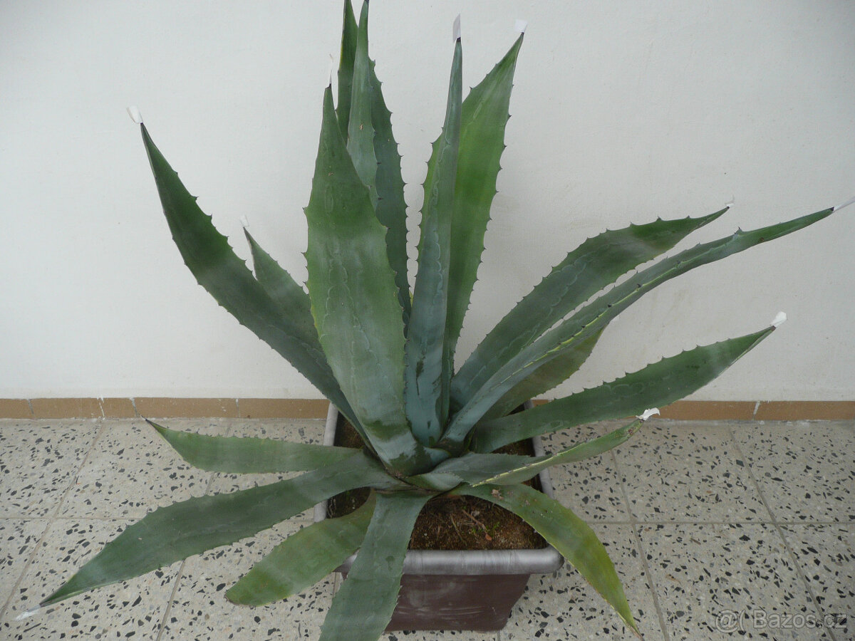 Agave americana - 2