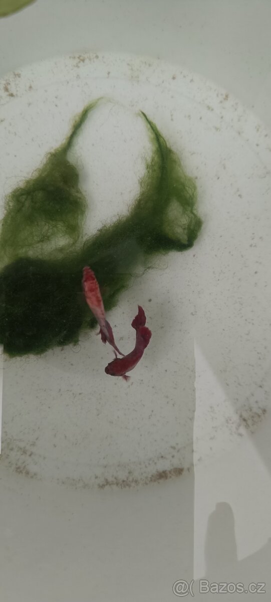 Betta splendens bojovnice - 2