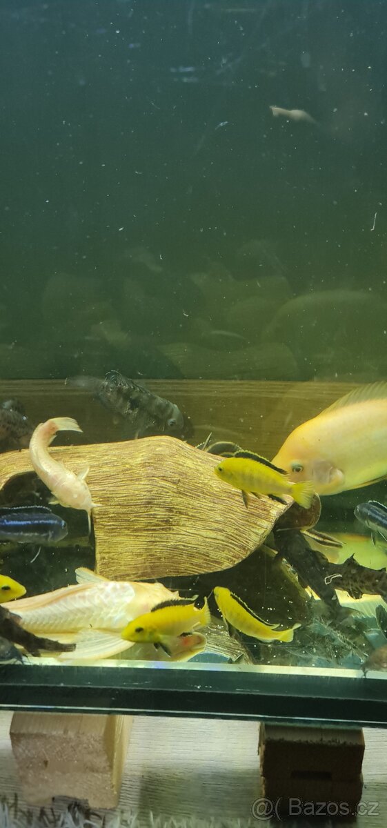 Rybky - 2