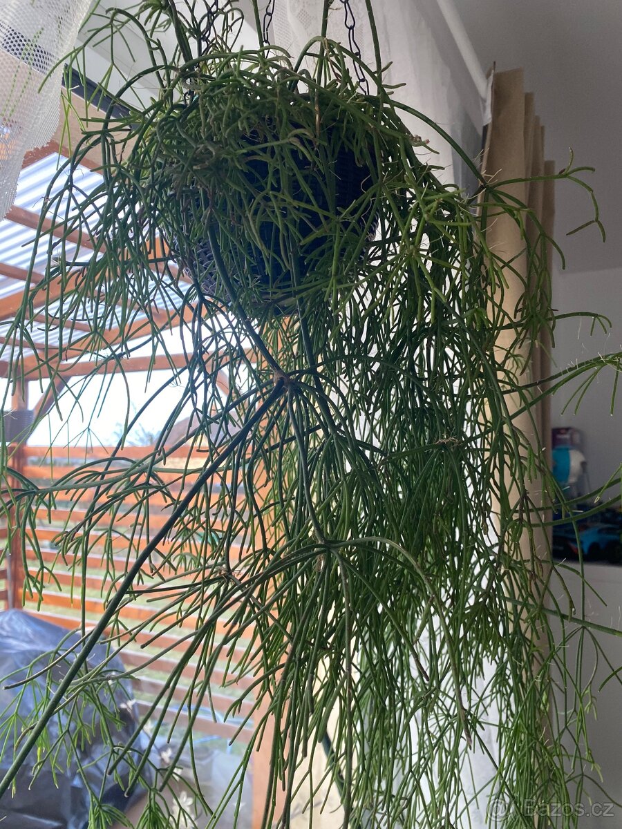Rhipsalis Baccifera Oasis - 2