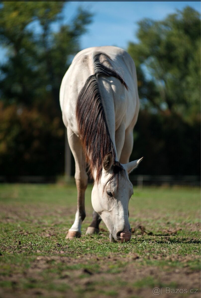 Prodám hříbata Paint horse - 2