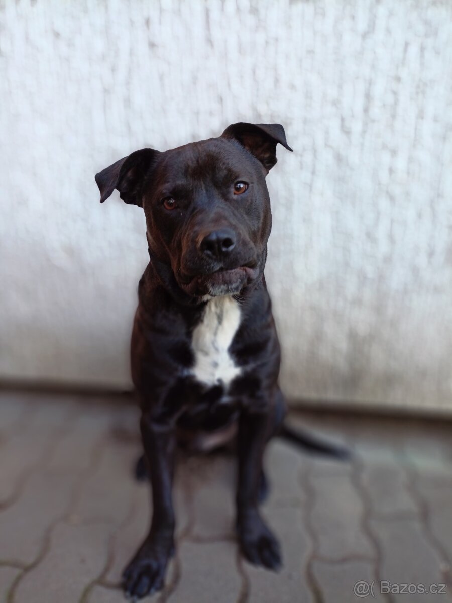 Randal - 2