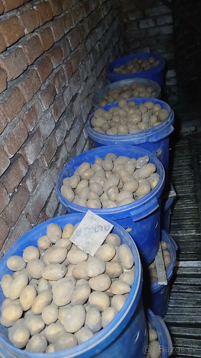 Sadbové brambory - domácí sadba - 2