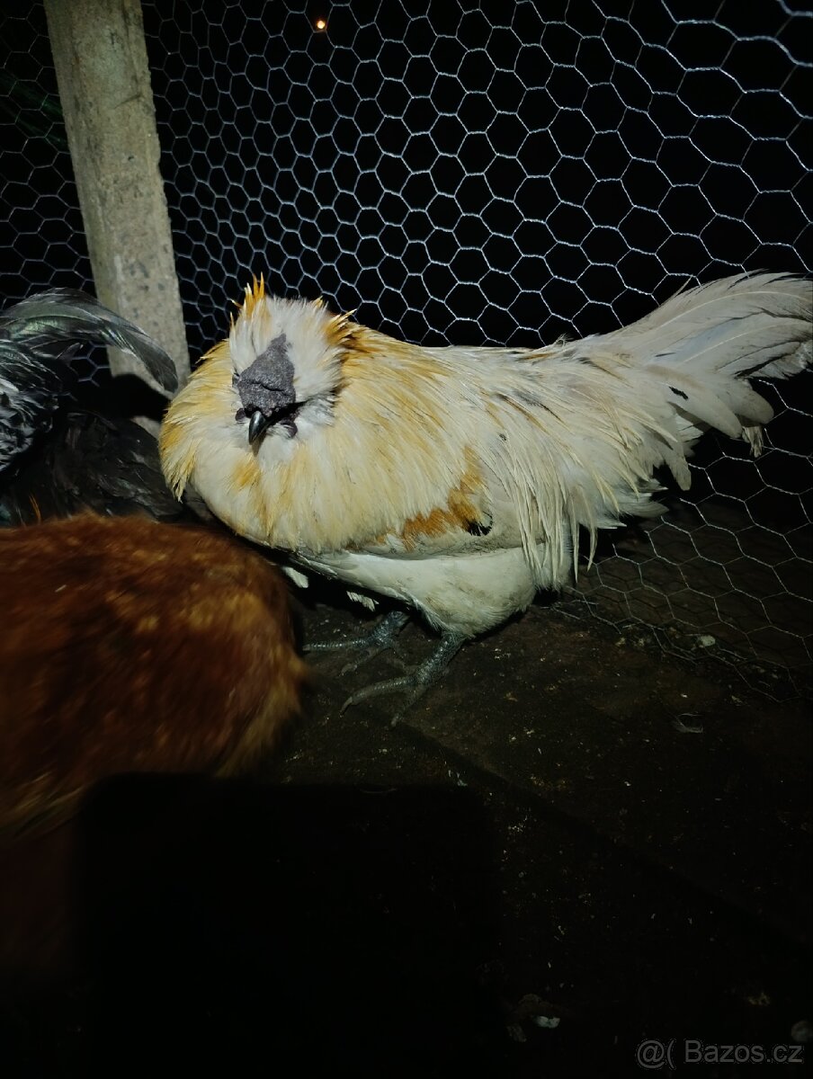 Kohouti hedvábnička Green Shell - 2