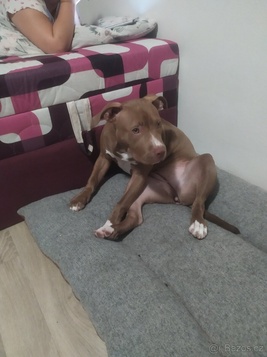American Buly standard štěně - 2