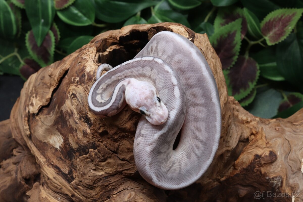 Krajta královská - samice - BP/Cinnamon Super Pastel - 2