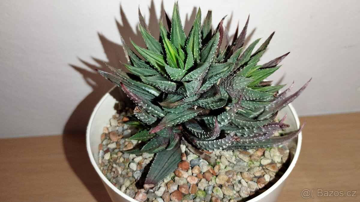 Haworthia Pumila variegated ( sukulent ) - 2