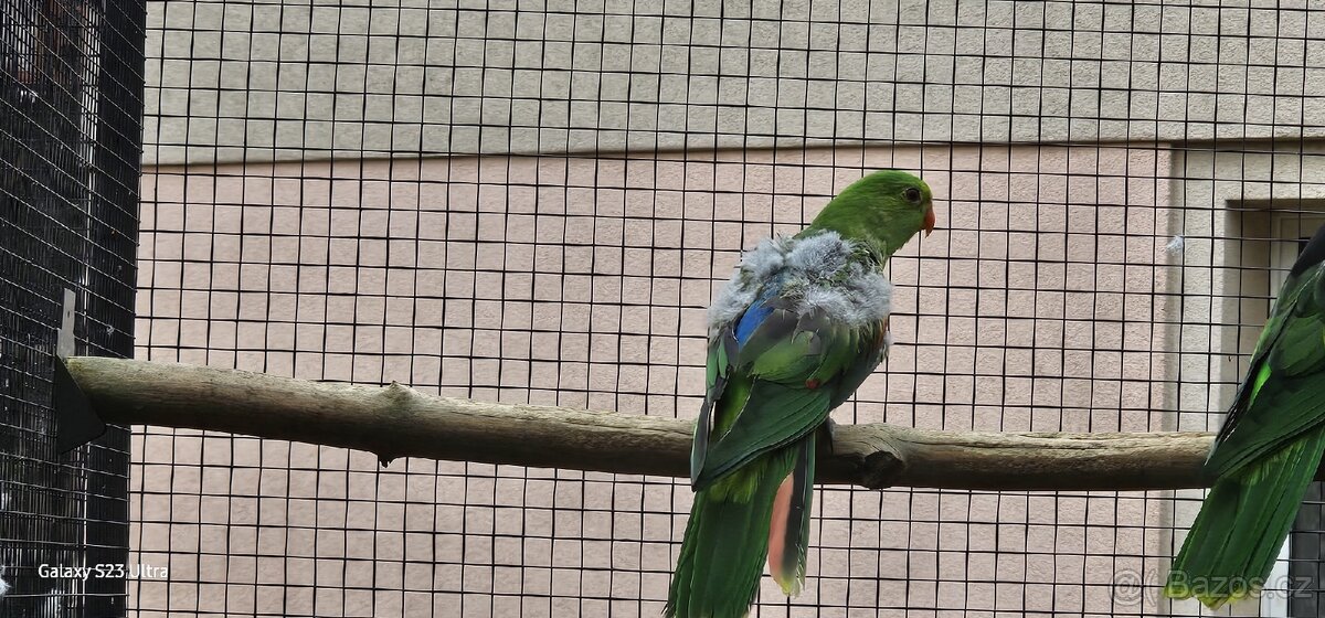 Papoušek červenokřídlý - 2