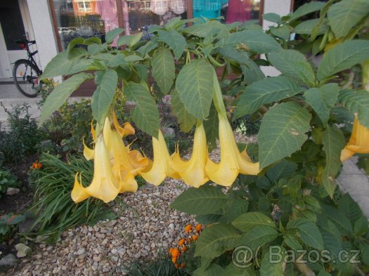 datura, durman - 2