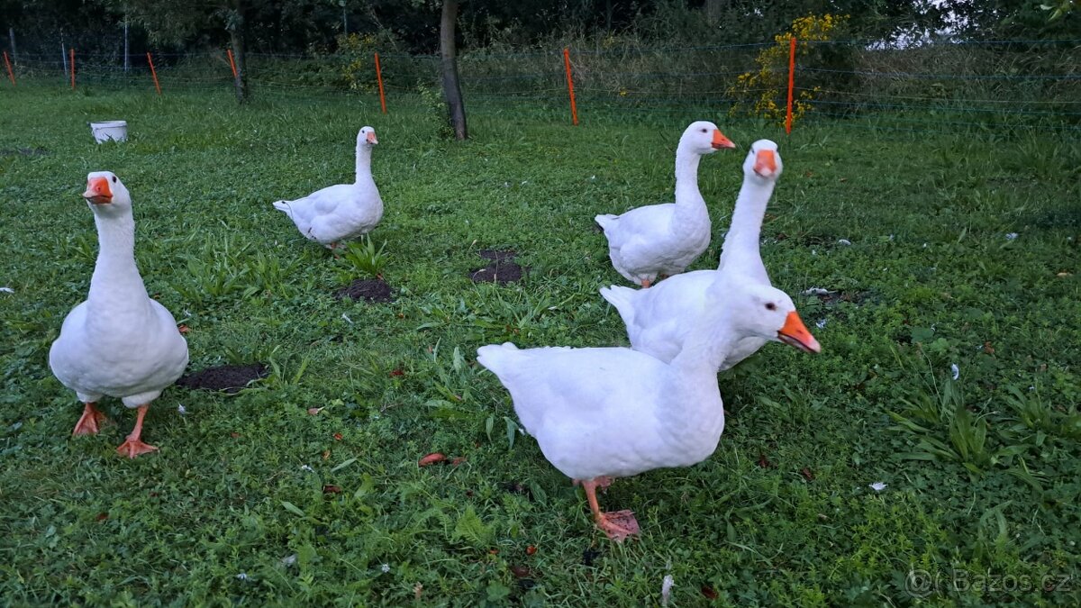 Husa česká k odběru - 2