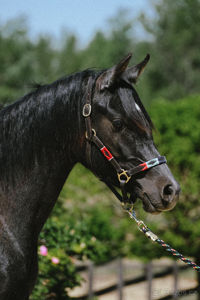 Arabský plnokrevník - 2