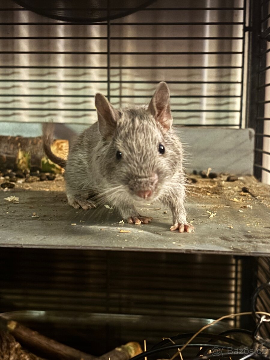 Osmák degu - 2