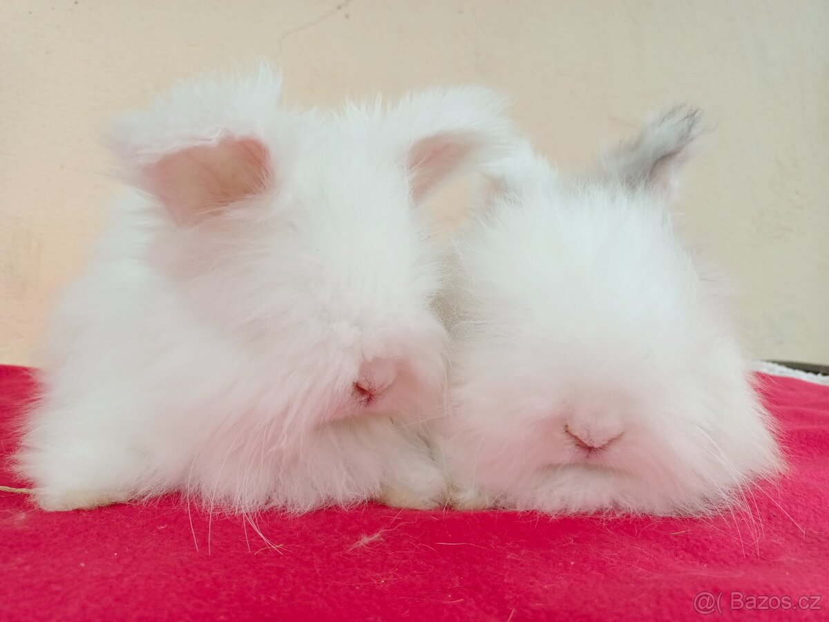 Anglická angora - 2