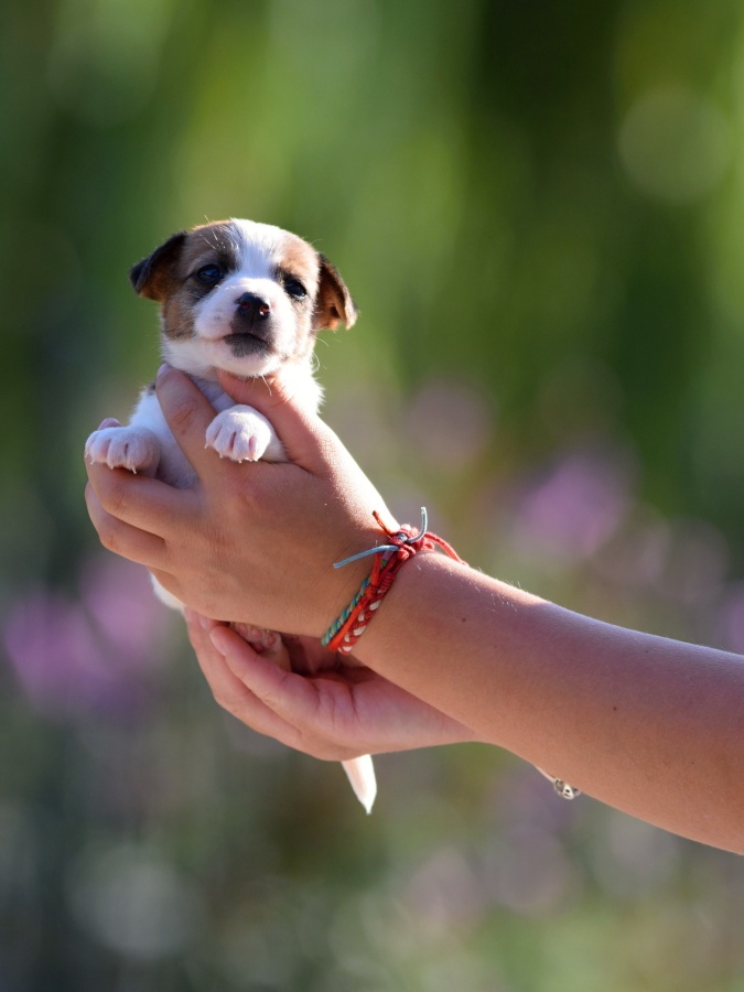 Jack Russel teriér s PP - Ambrose - 2