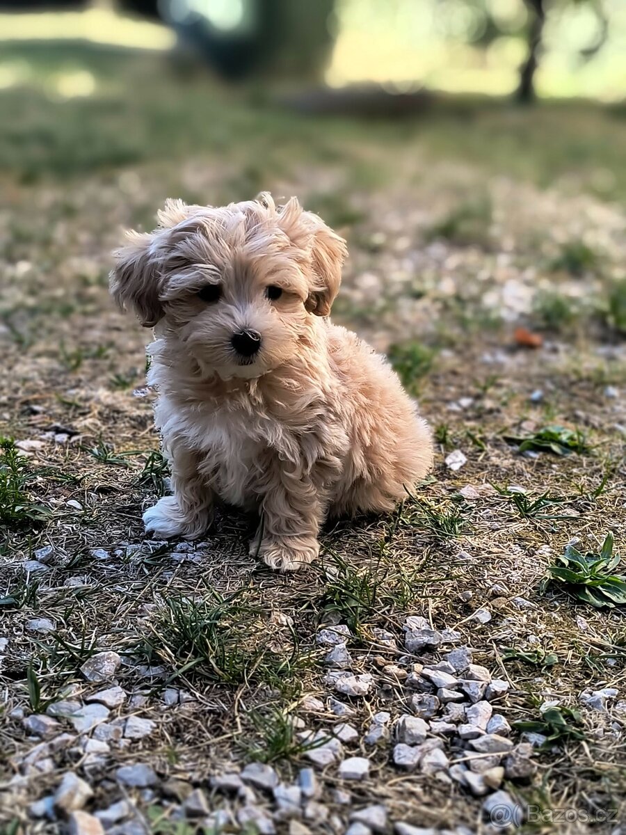 Maltipoo - 2