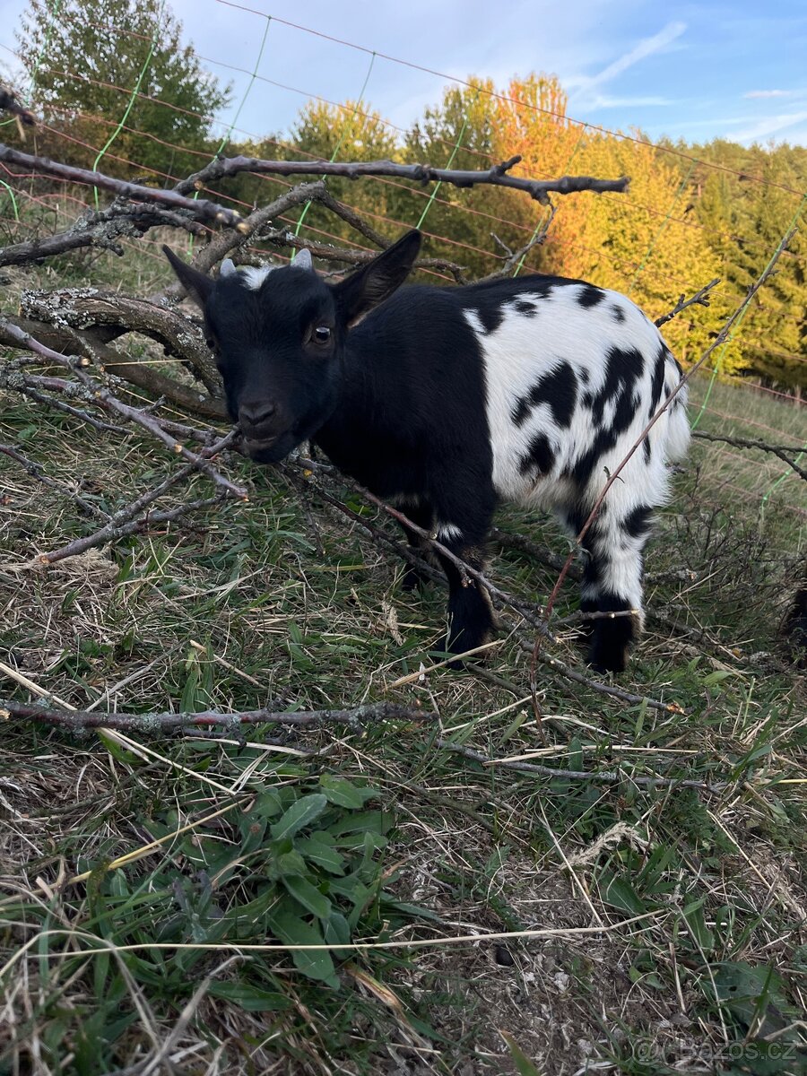 Koza a kozel na prodej - 2