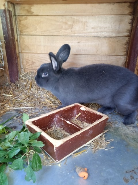 Vídeňský modrý - Rodokmen - 2