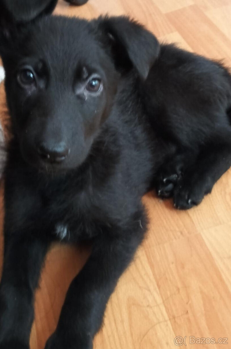 Německý ovčák -Fenka - 2