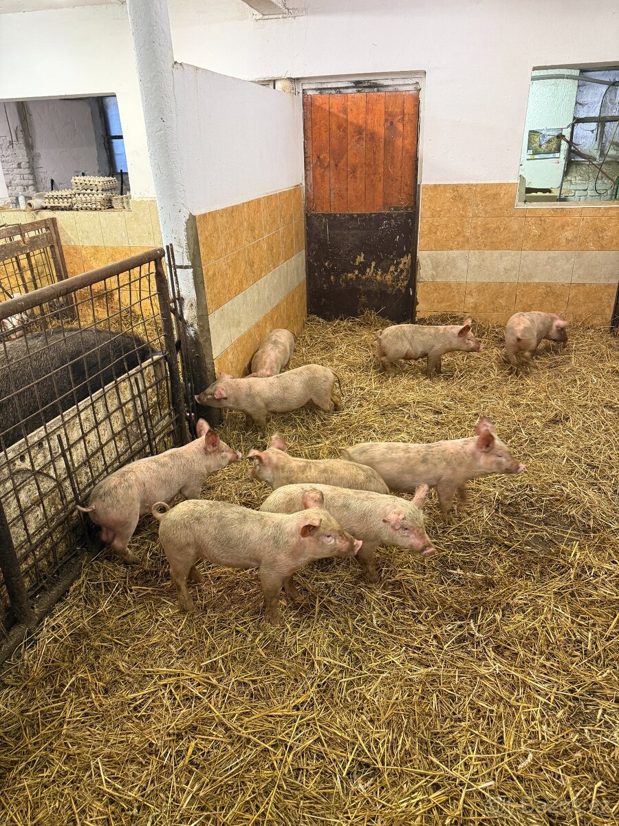 sele přeštické - 2