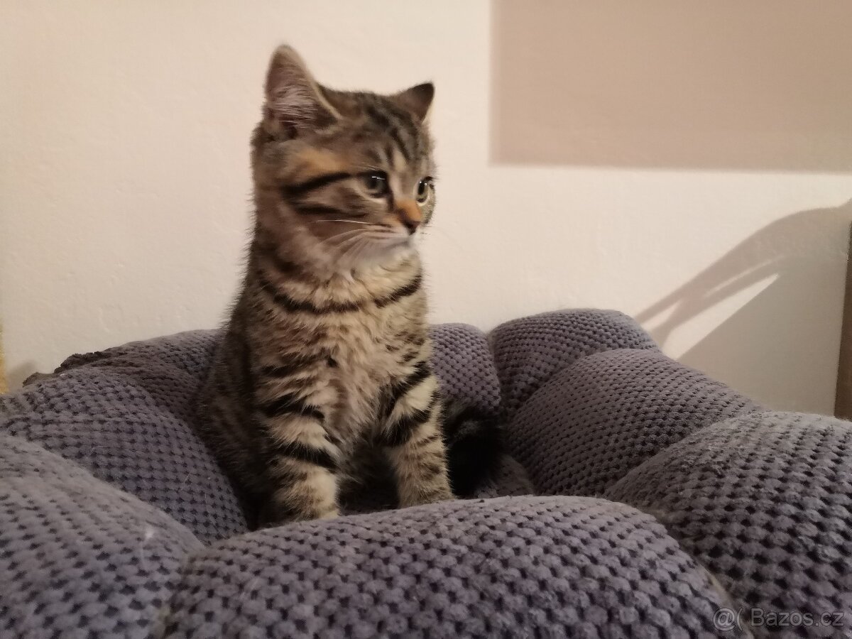 Poslední skotské klapouché koťátko - 2