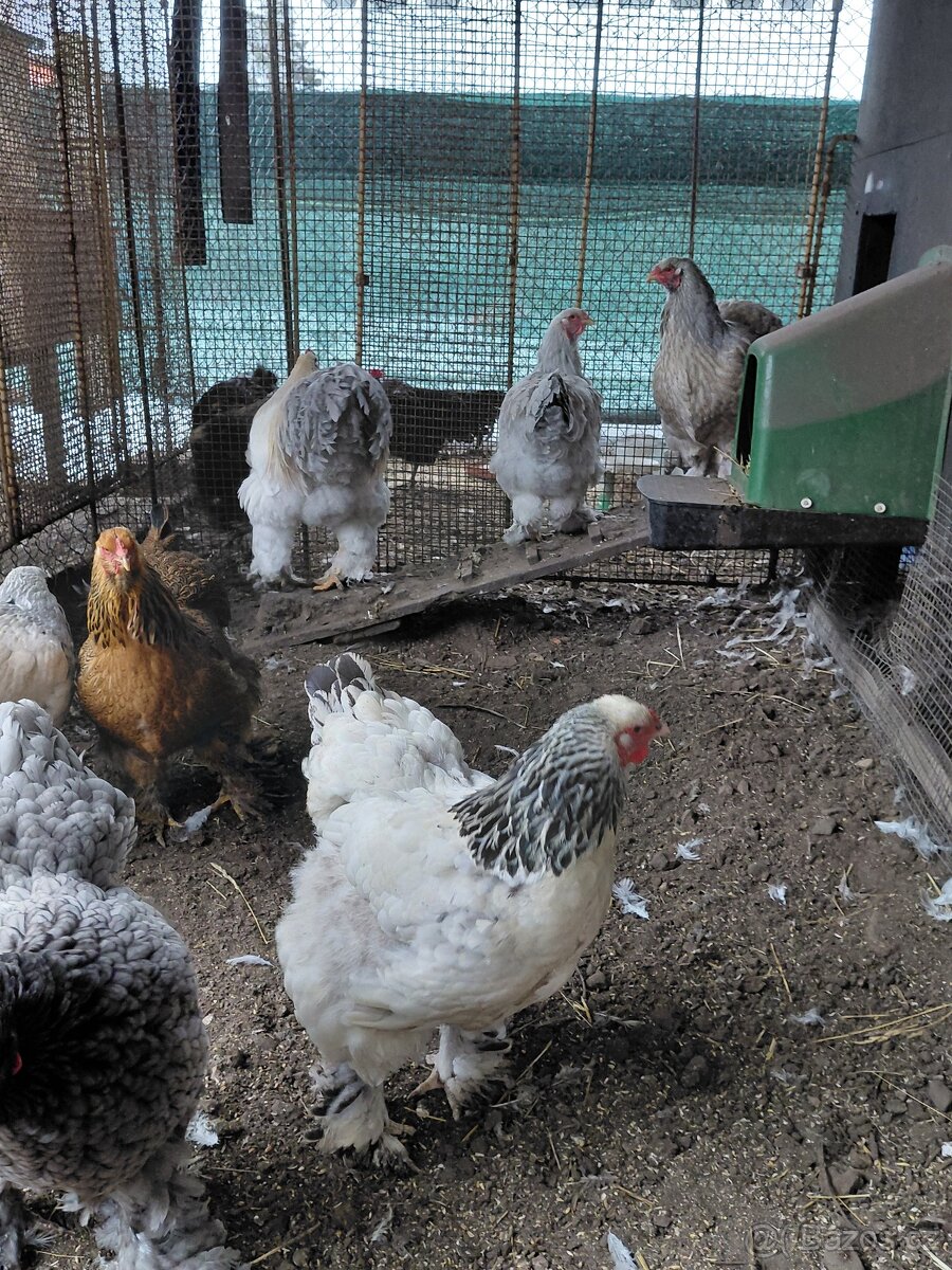 Kuřata brahmanky velké - 2