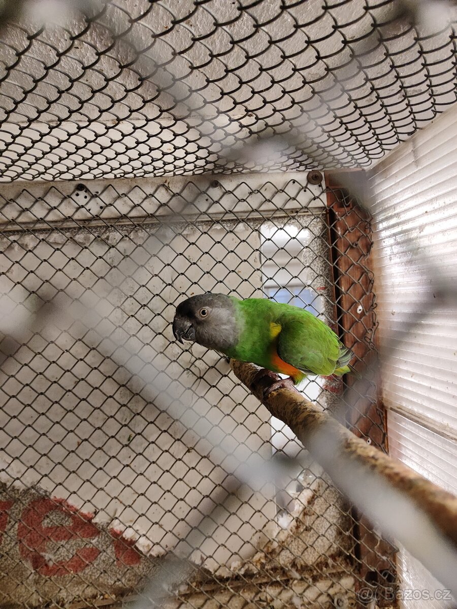 Papoušek senegalský - 2