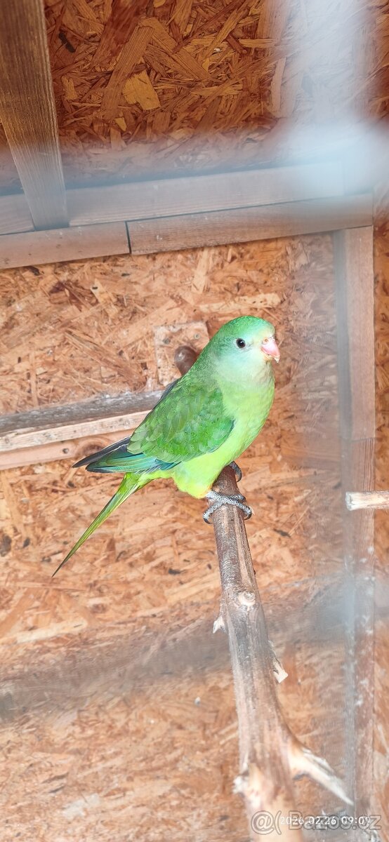 Papoušek nádherný - 2