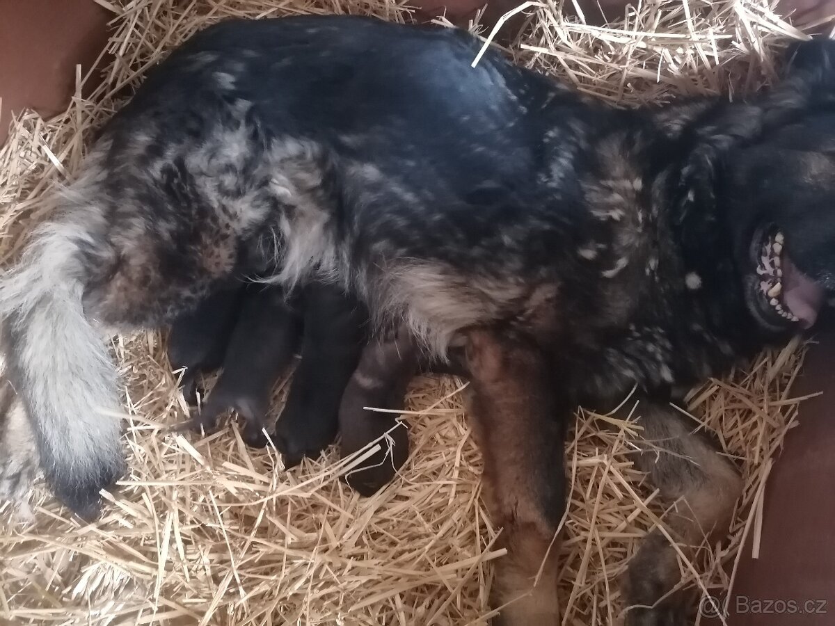 Nemecky ovčák štěňata - 2