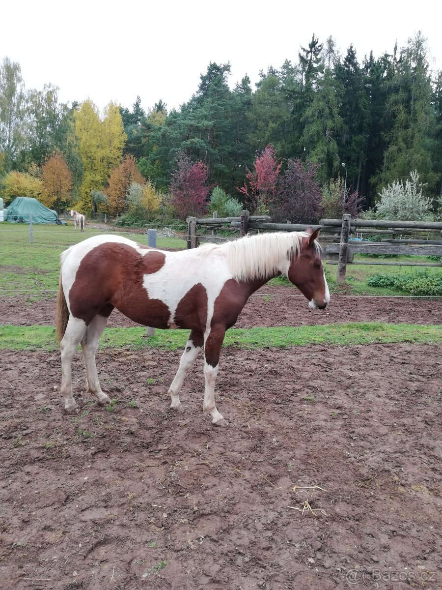 Letos dvouletá klisna 75% APH - 2