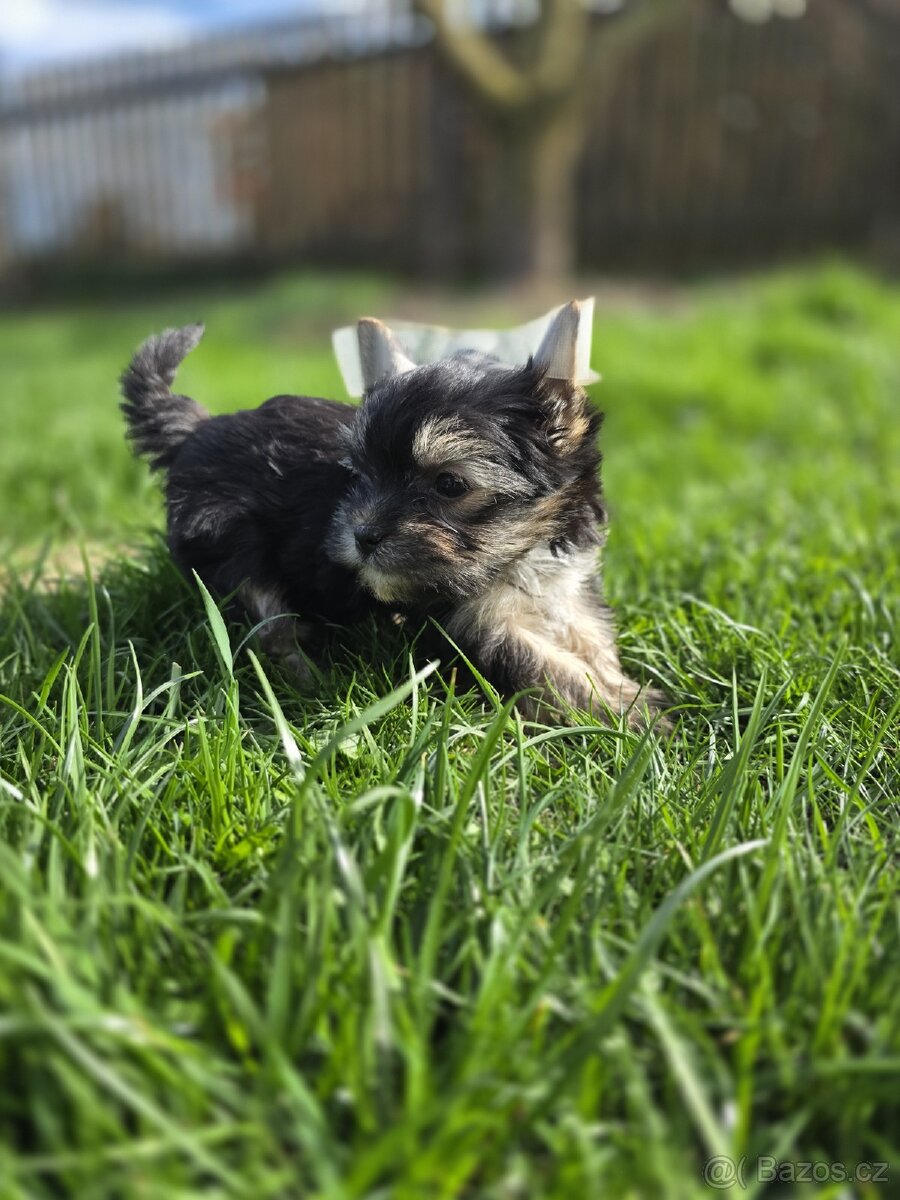 Jorkšířský teriér s PP - 2
