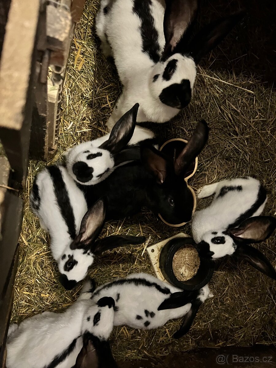 🐰 NĚMECKÝ OBROVITÝ STRAKÁČ - 2