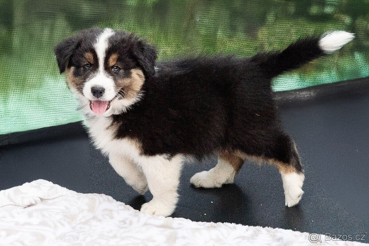 Australský ovčák s PP - 2