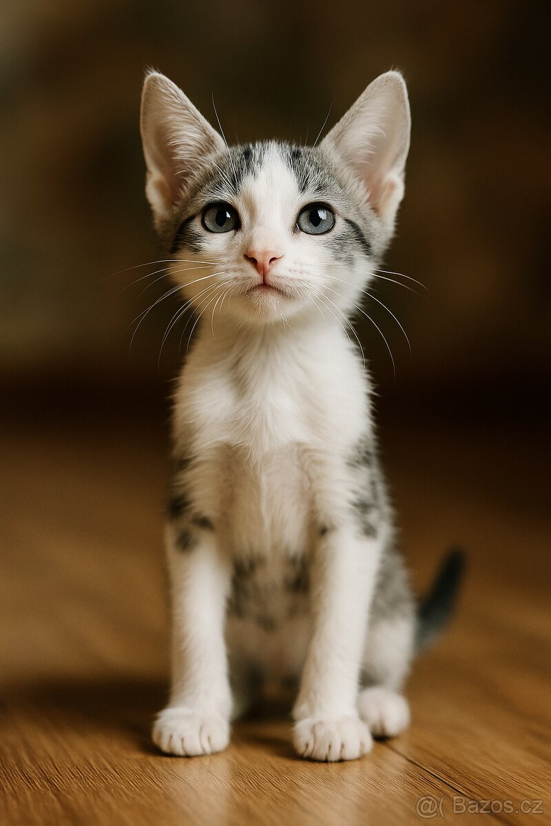 Koťata Kotátka - 2 měsíční (+ mámy) - 2