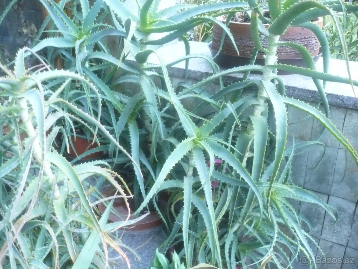 Aloe - prodám - 2