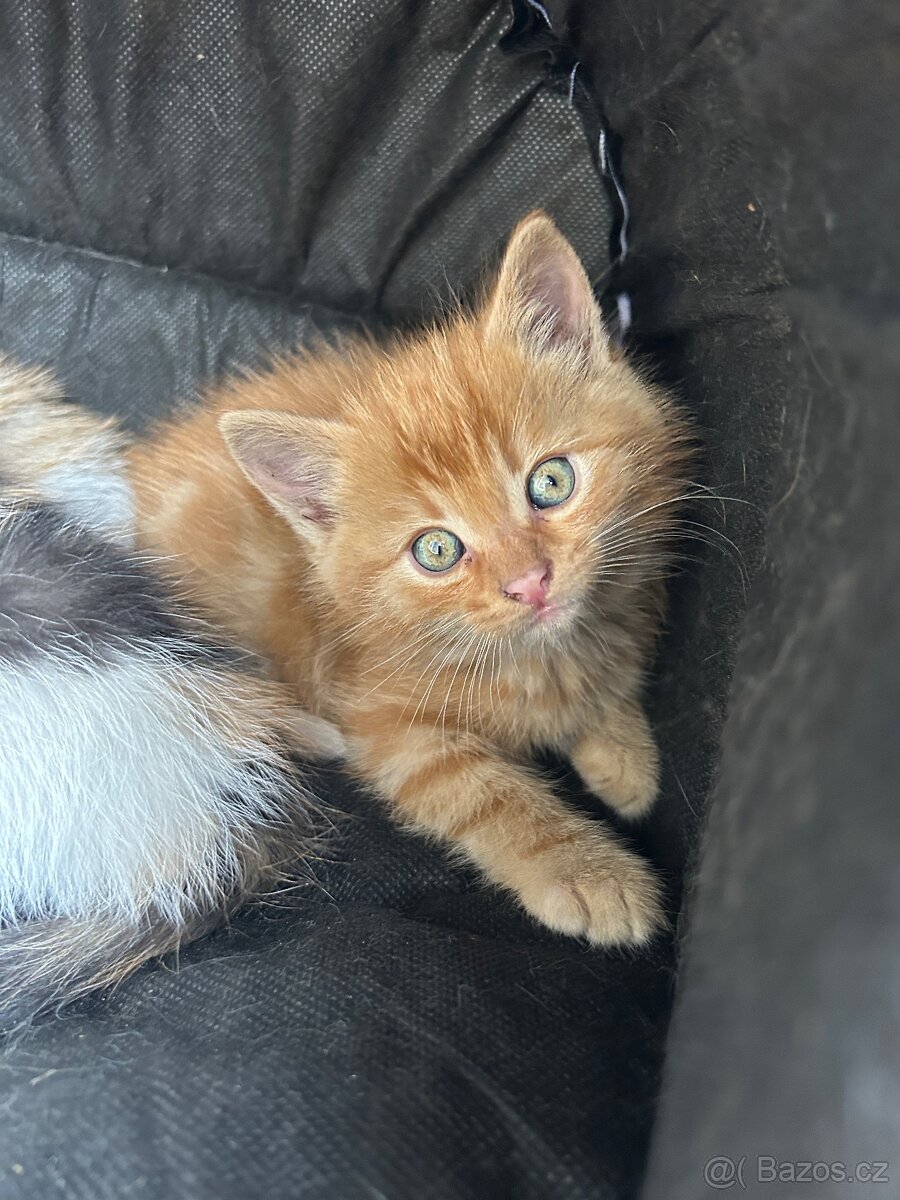 Daruji koťátka - 2