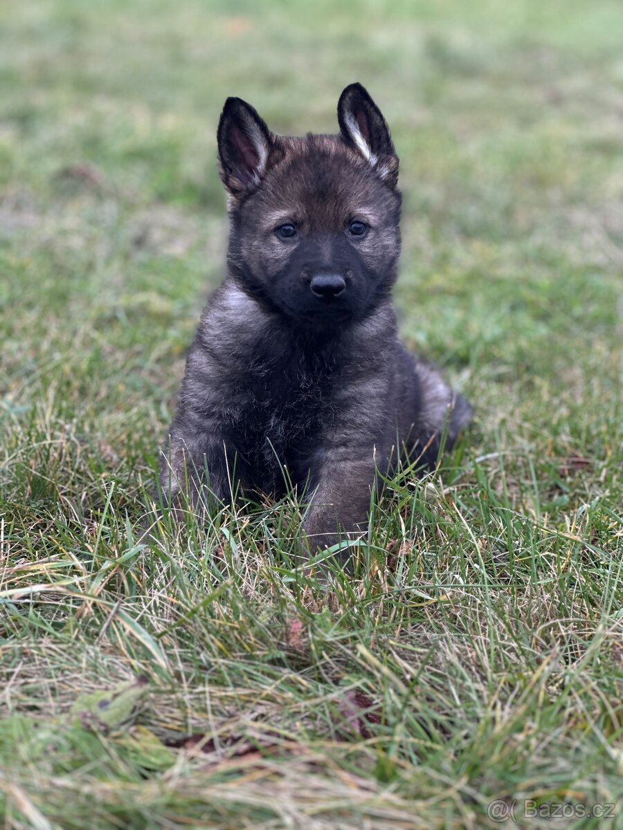 Německý ovčák - štěňátka s PP - 2