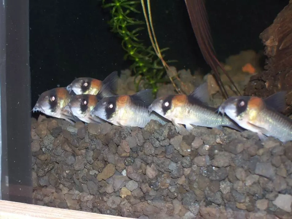 Pancéřníček Adolfův - Corydoras Adolfoi - 2