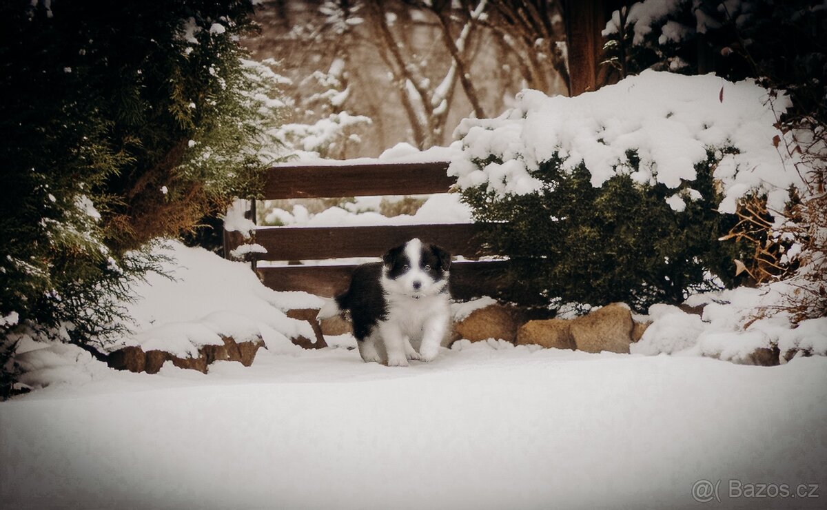 Přijímáme rezervace na štěňata Border Kolie s PP - 2