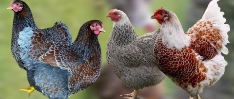 Slepičky jako vánoční dárek - pro okrasu i na užitek - 2