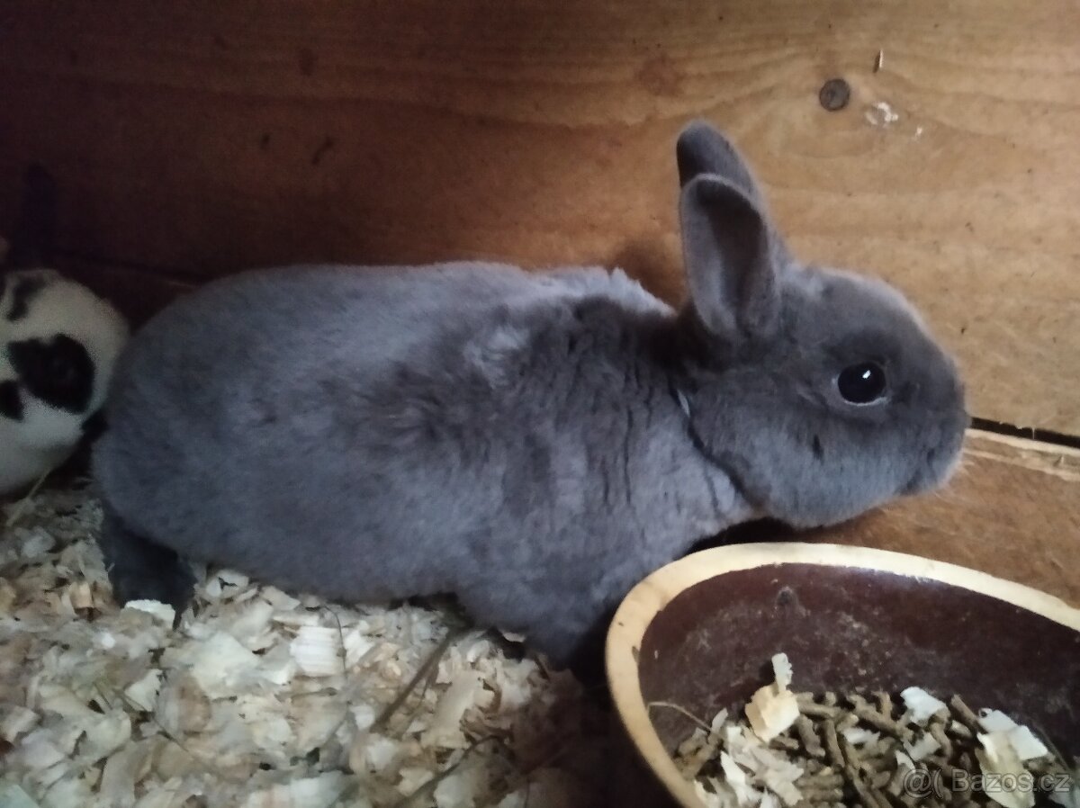 Zakrslý králík - 2