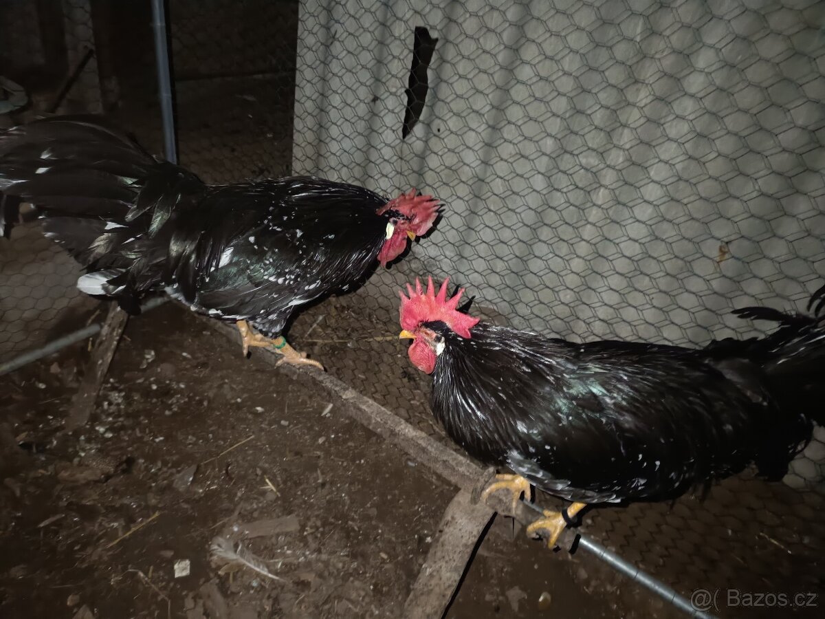 Kohouti vlaška černobílé - 2