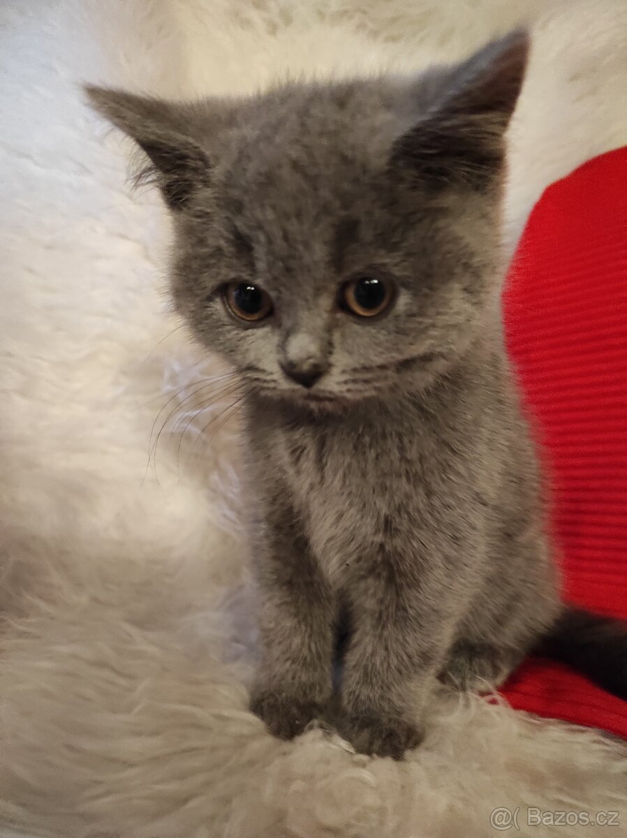 Britská koťátka britské kotě - 2