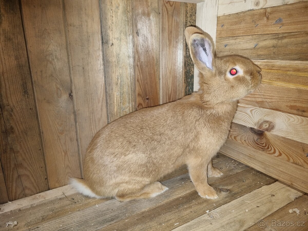 Burgundsky kralik - 2