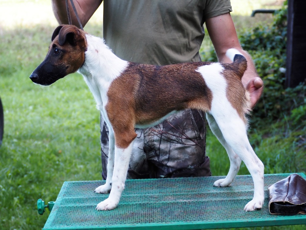 Foxteriér hladkosrstý fenečka - 2