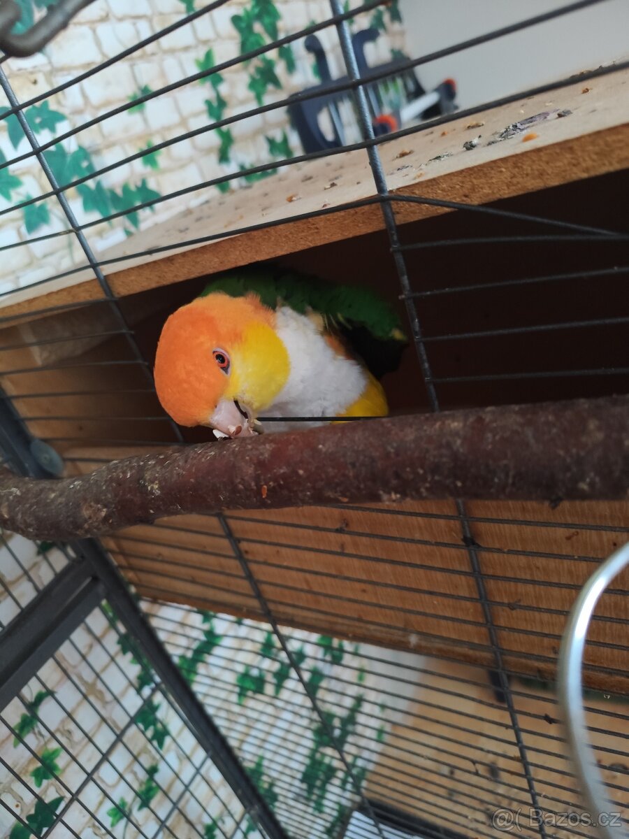 Amazonek bělobřichý - 2