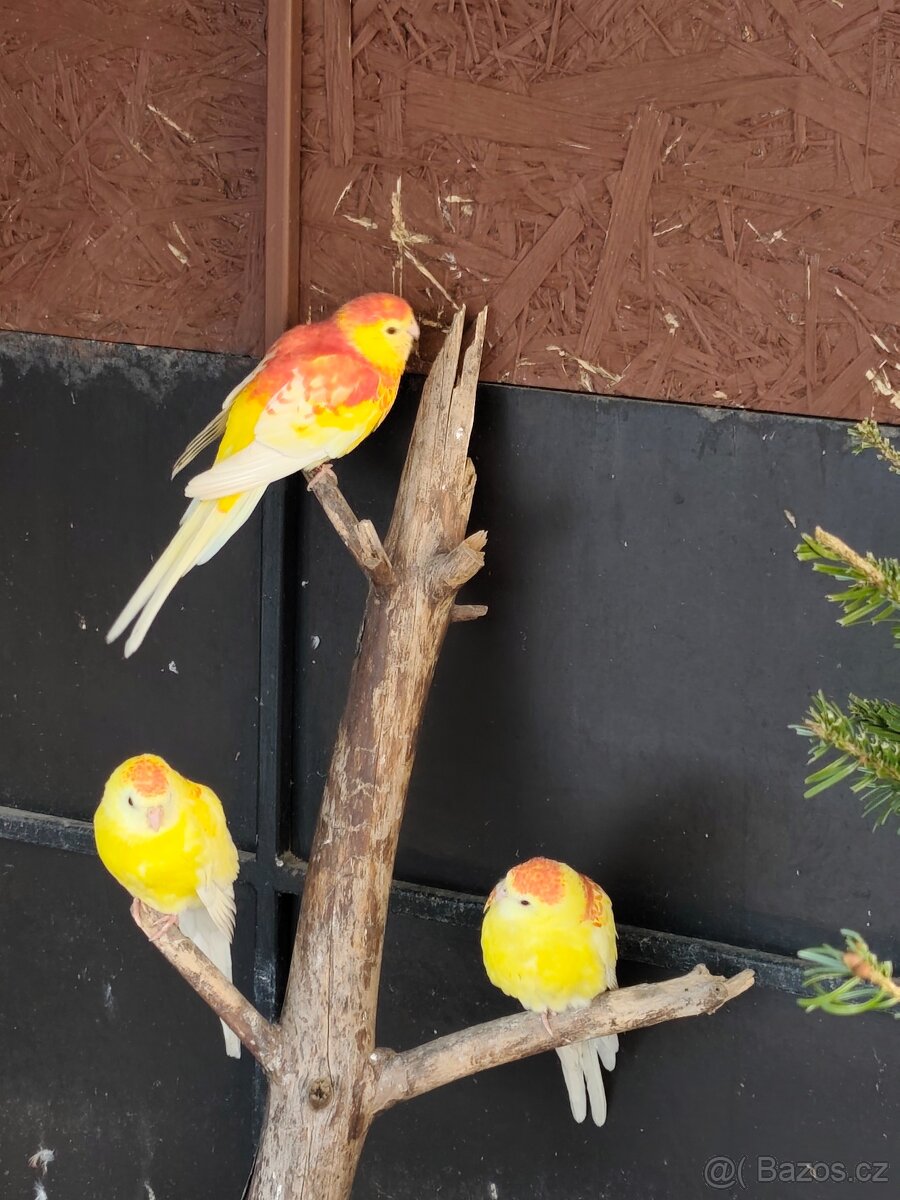 Papoušek zpěvavý - 2