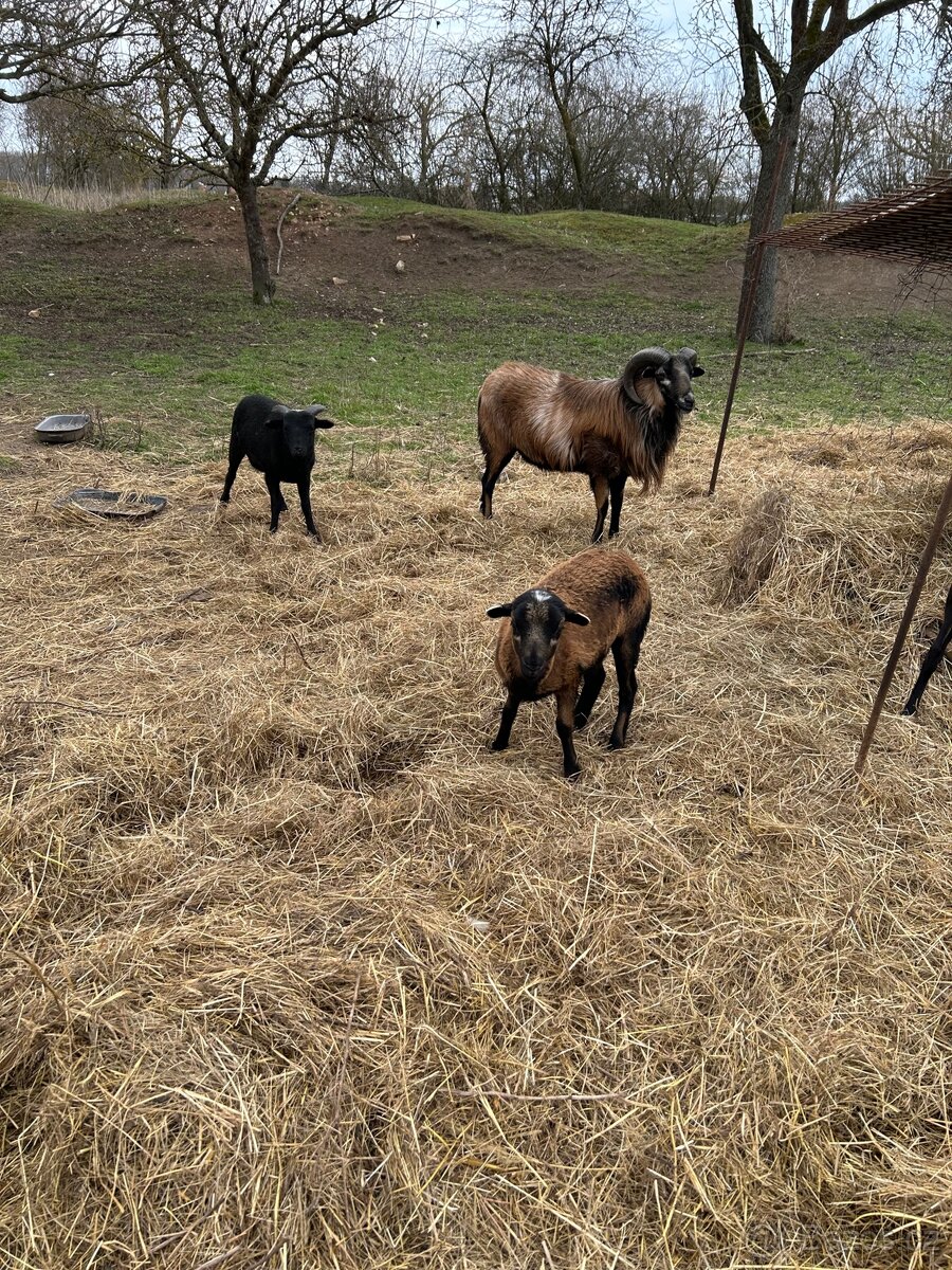 Kamerunské ovce - 2