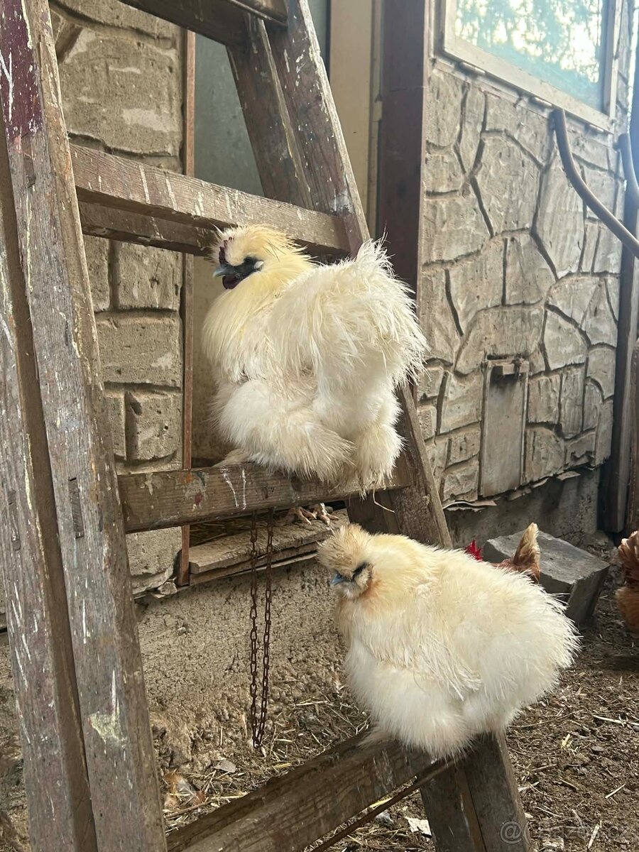 Prodám hedvábničku (kohouta) - 2