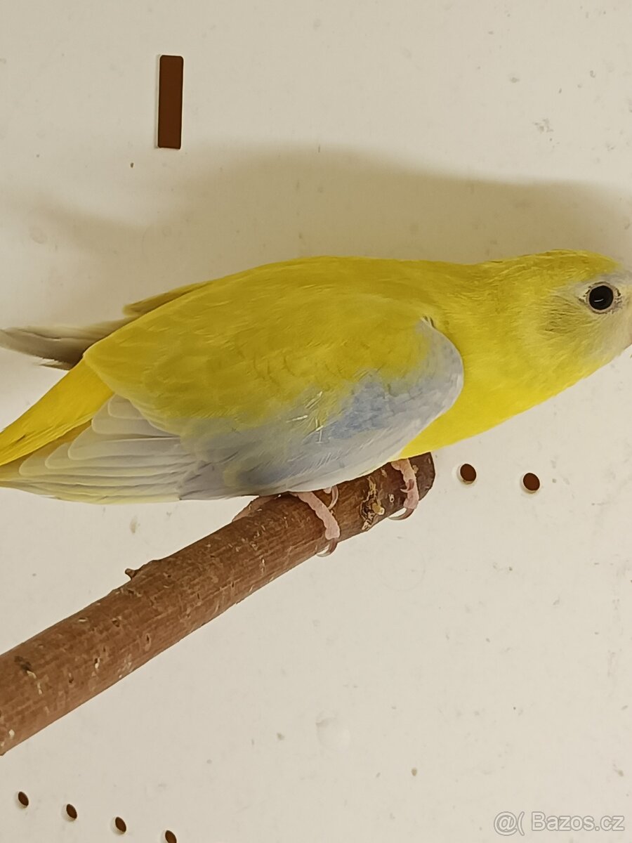 Neoféma tyrkysová - 2