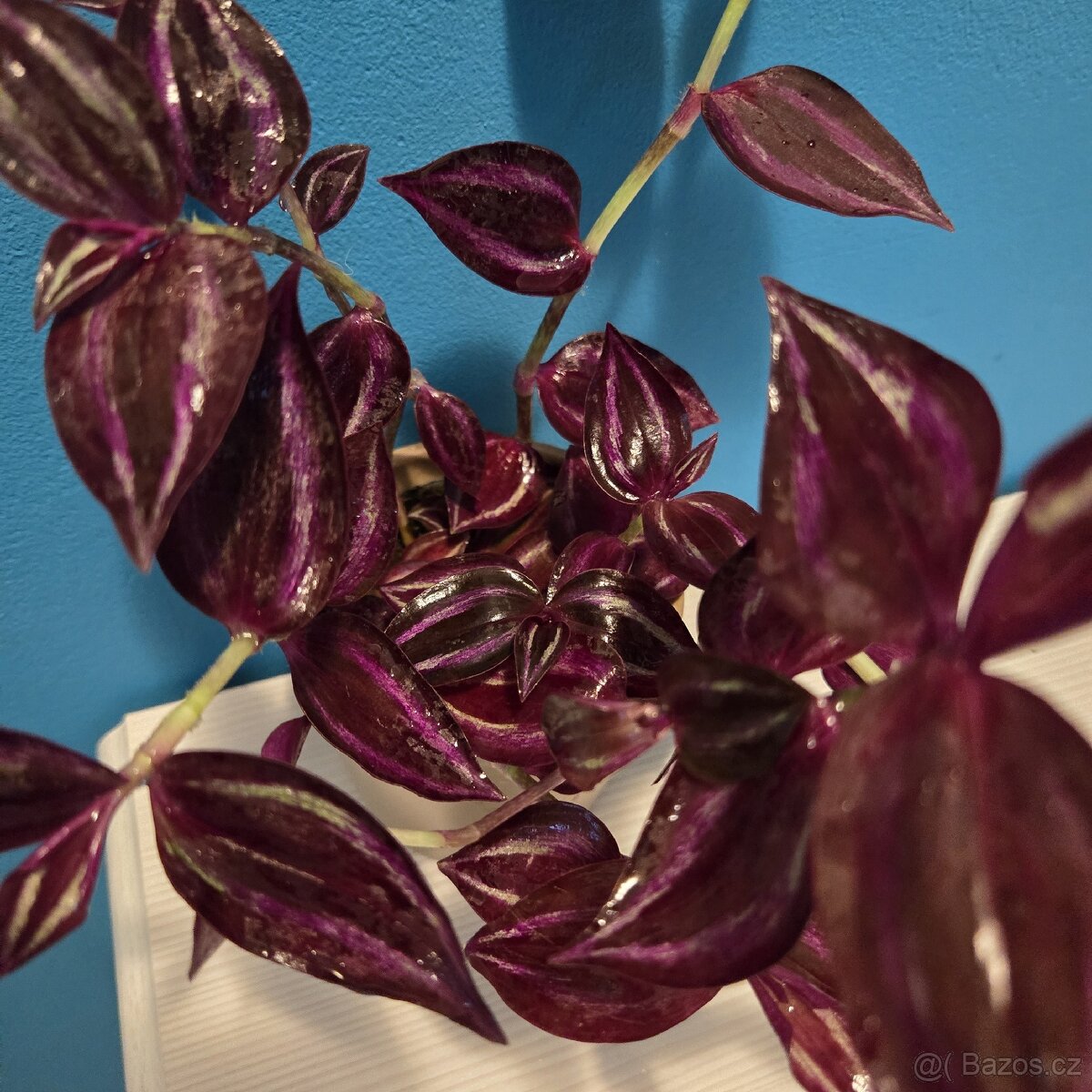 Tradescantia Zebrina tmavá - 2